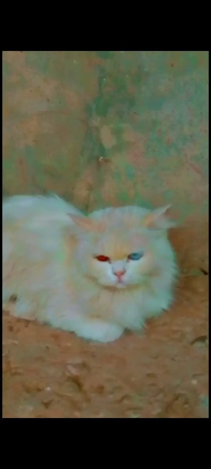 sale white cat — photo 2