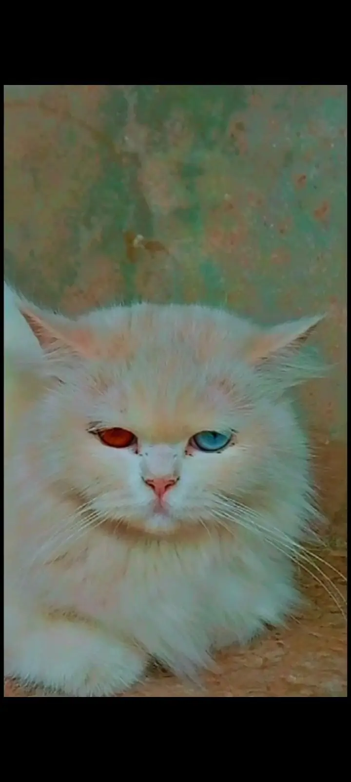 sale white cat — photo 3