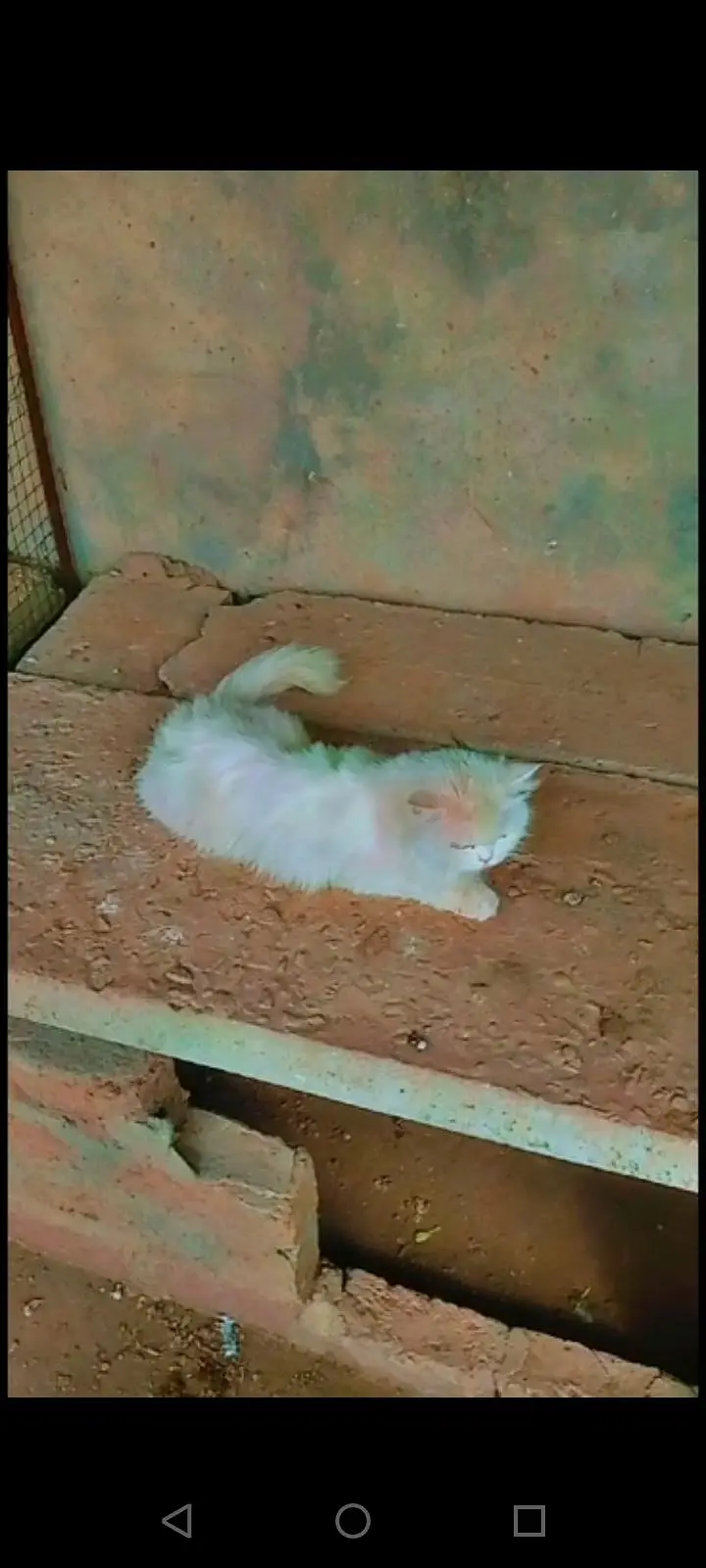 sale white cat — photo 4