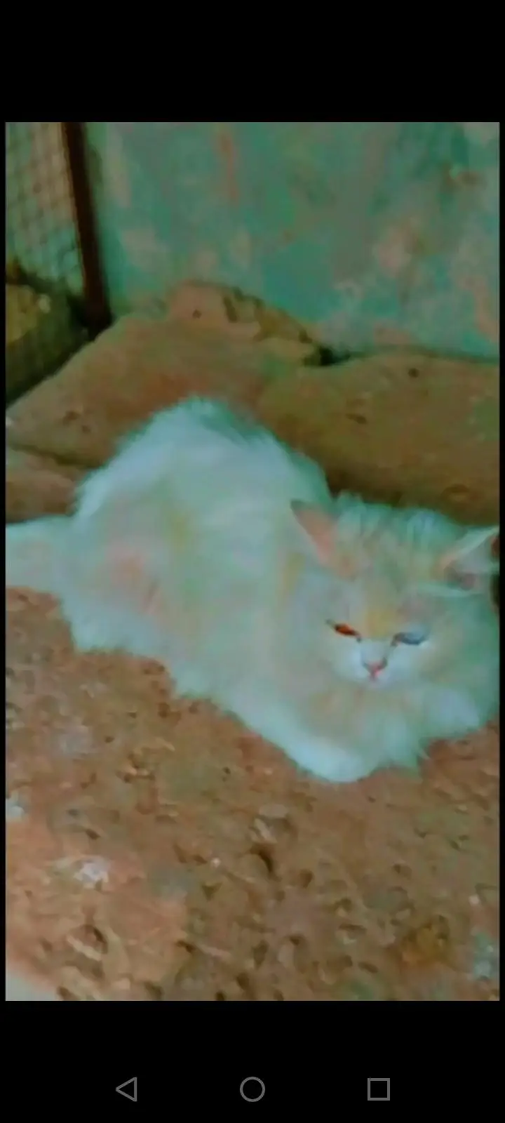 sale white cat — photo 5