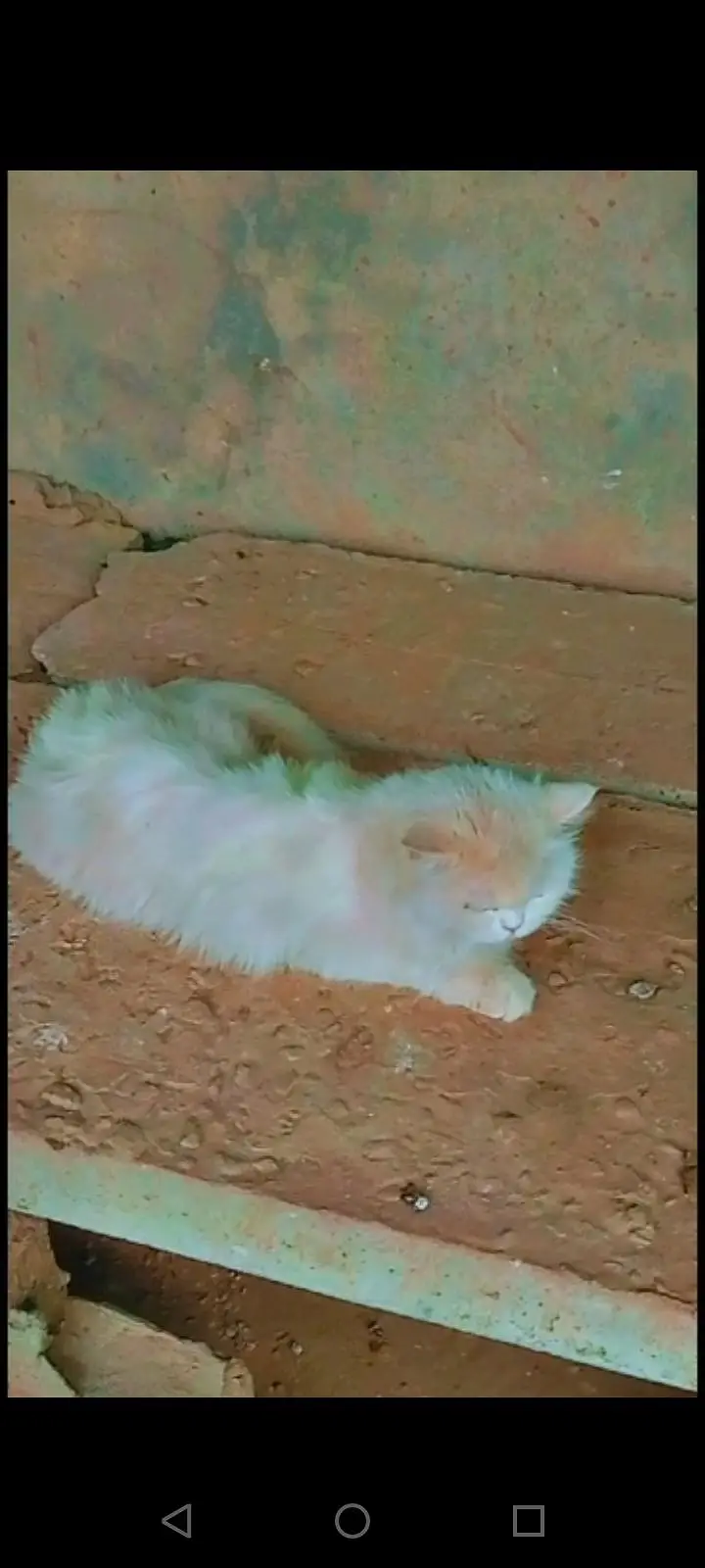 sale white cat — photo 6