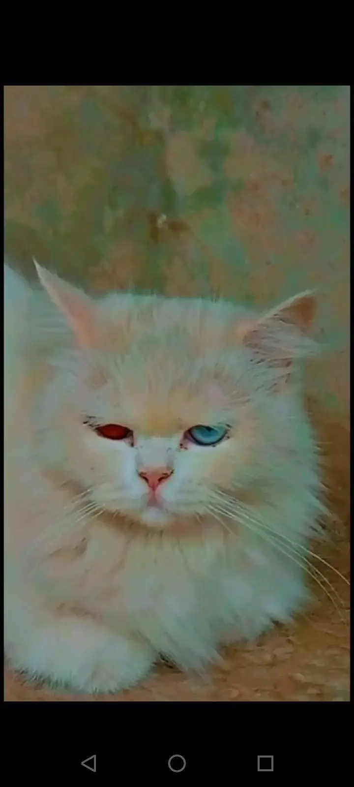 sale white cat — photo 7