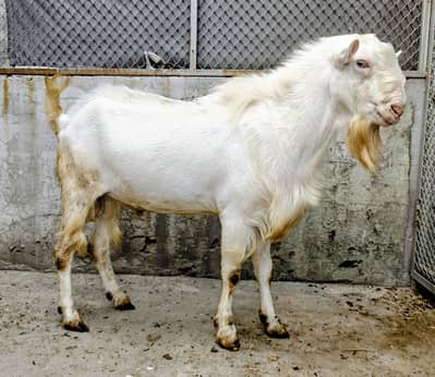 Gulabi | Tedda Bakra |Full Points| Breeder Quality