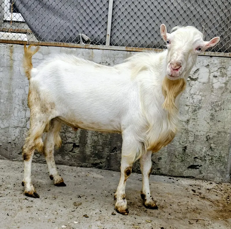 Gulabi | Tedda Bakra |Full Points| Breeder Quality — photo 3
