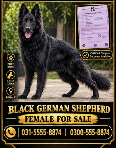 GSD black female for sale