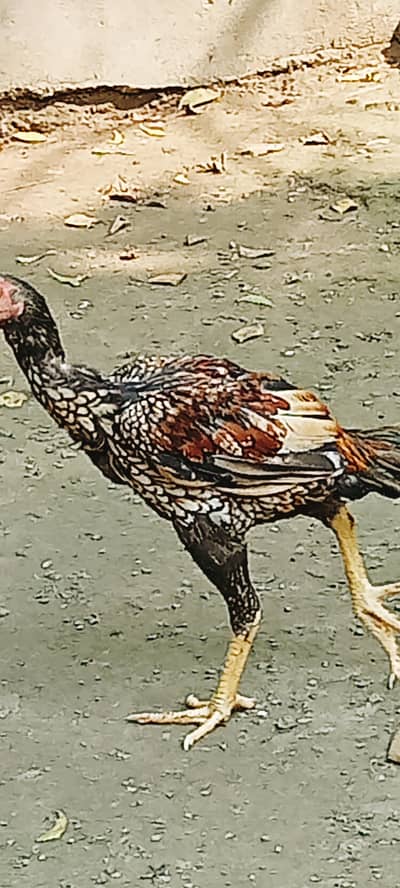 aseel murgha