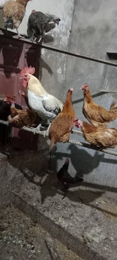 Pure Desi Murghi for Sale | Age 18 Months