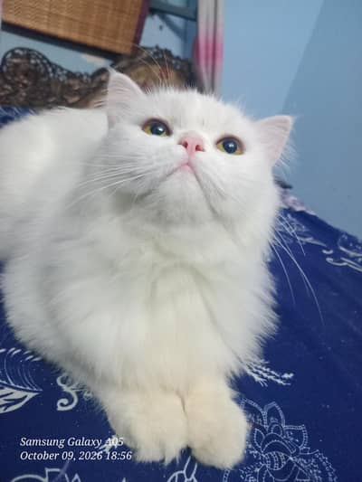 punch face Persian cat for sale