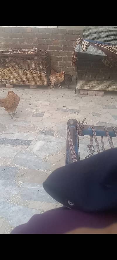 golden mesri hen  ghr ki