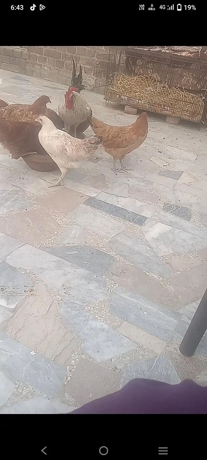 golden mesri hen  ghr ki — photo 2