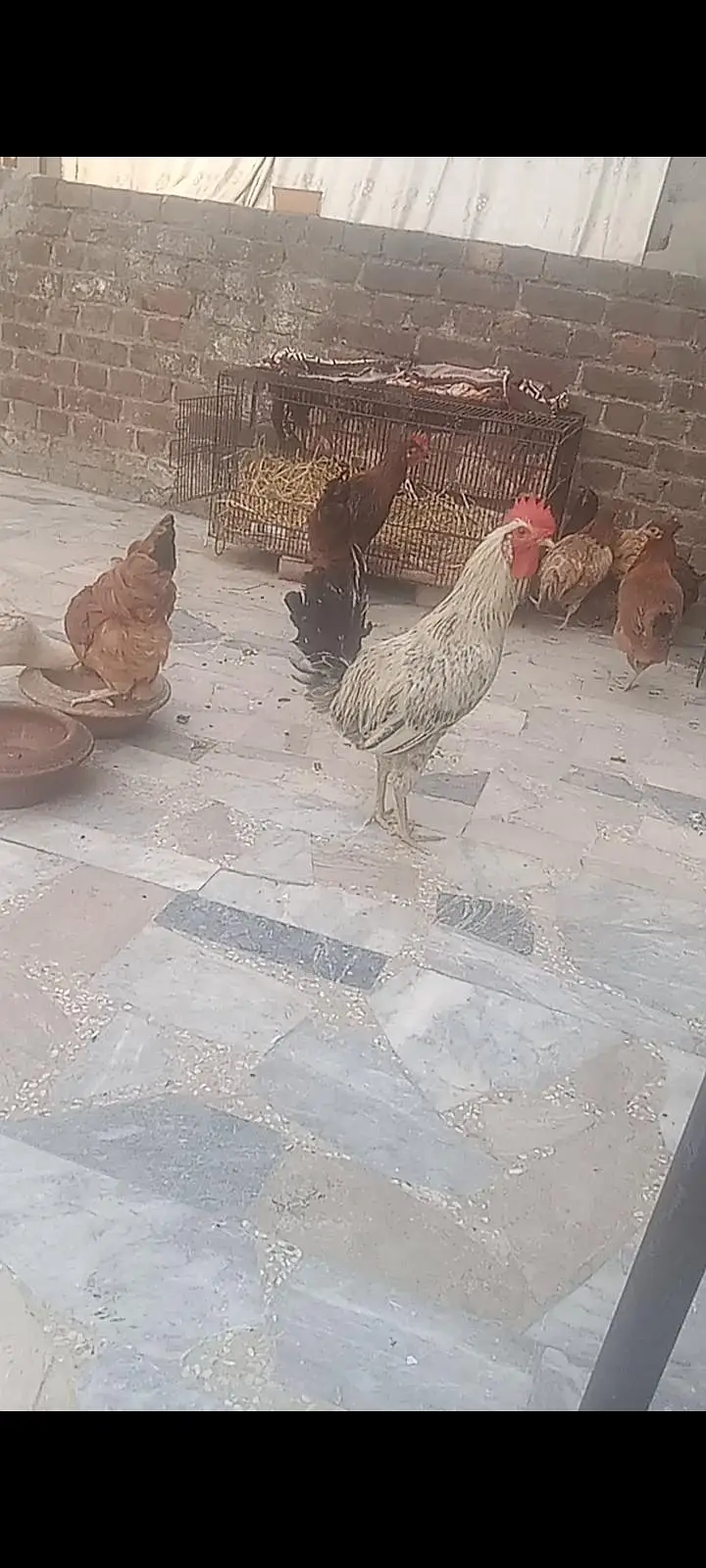 golden mesri hen  ghr ki — photo 3