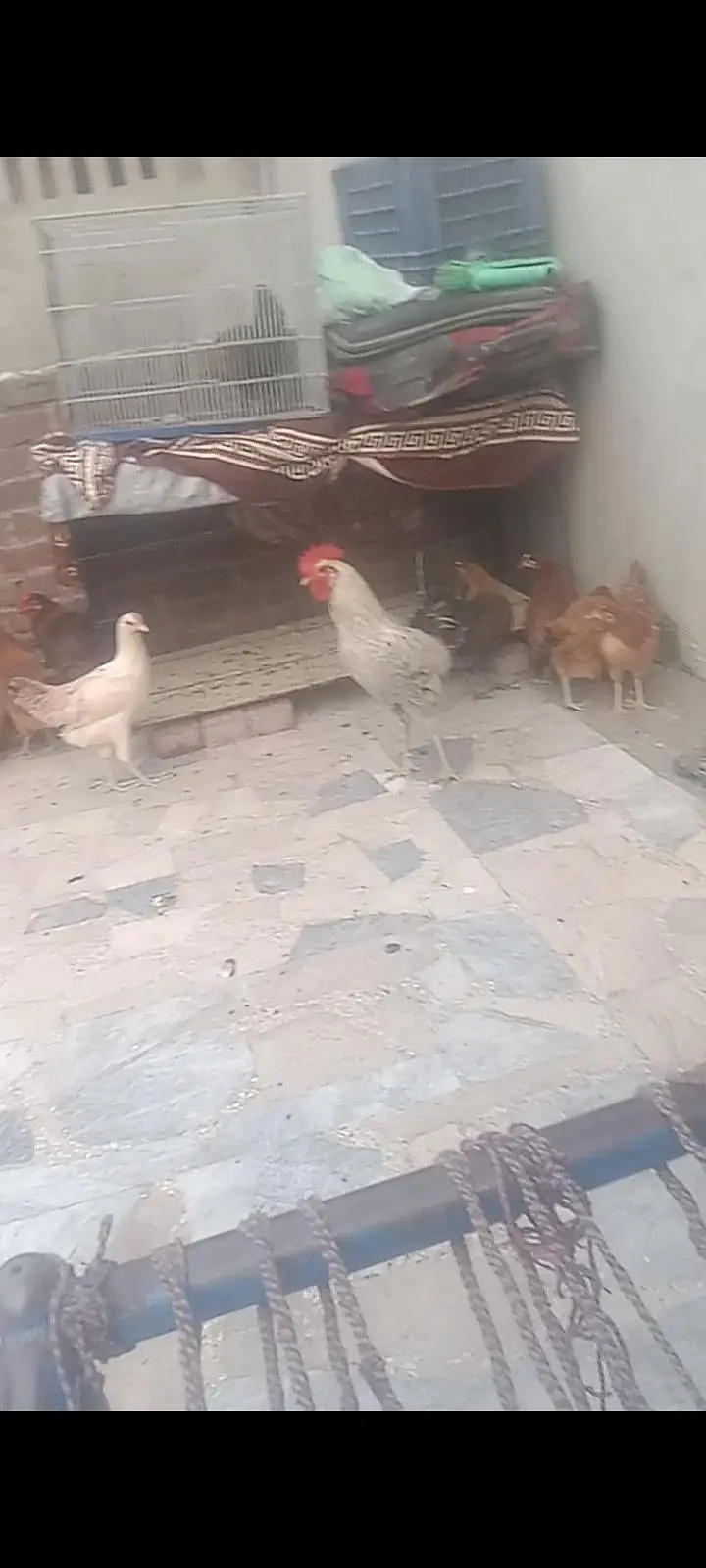 golden mesri hen  ghr ki — photo 4