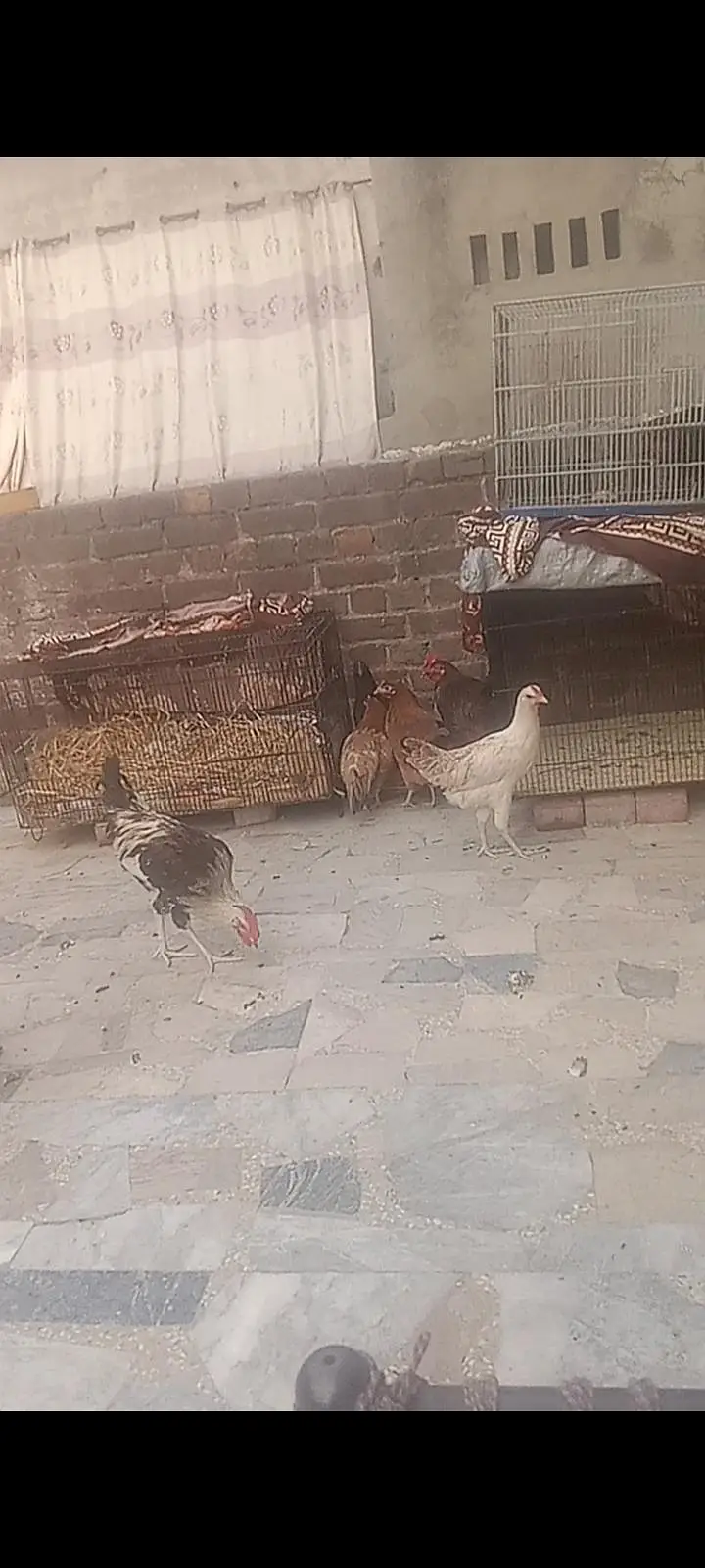 golden mesri hen  ghr ki — photo 6