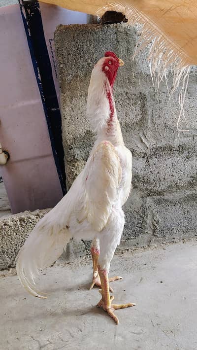 white o shamo chicks