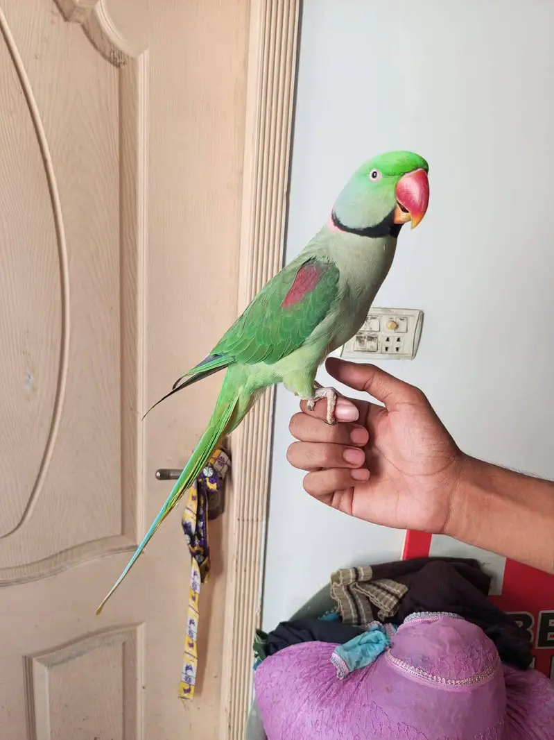 raw parrot Jumbo size — photo 2