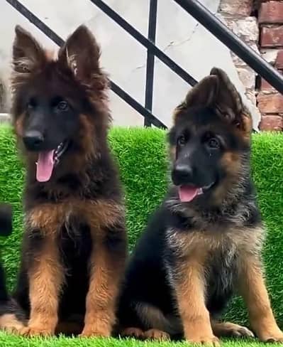 Imported  // German/ Shepherd/ Puppies 03423532758 WhatsApp