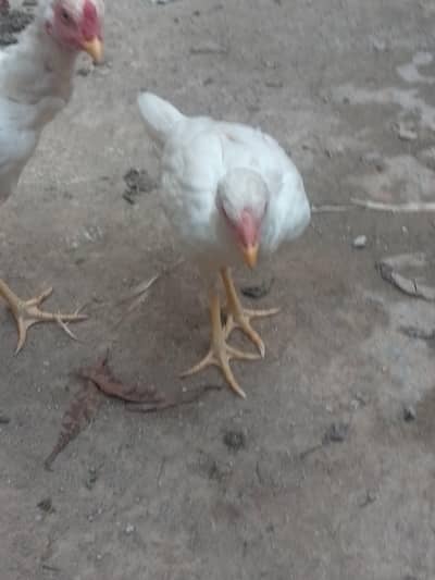 Heera pure blood line pair available (6 months old)