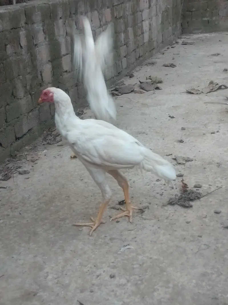 Heera pure blood line pair available (6 months old) — photo 2