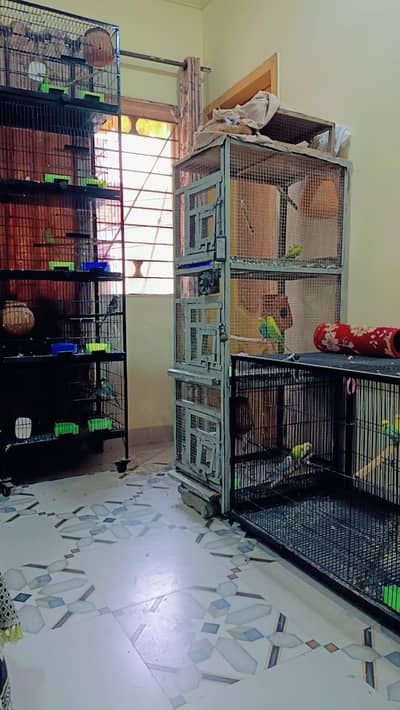 3 portion cage with birds