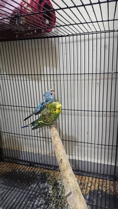 3 portion cage with birds
