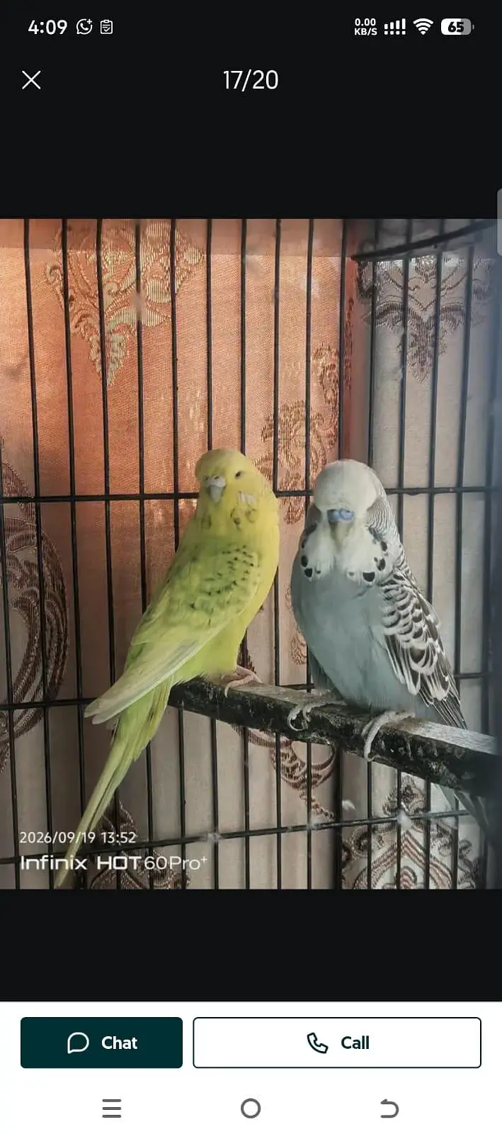 3 portion cage with birds — photo 3