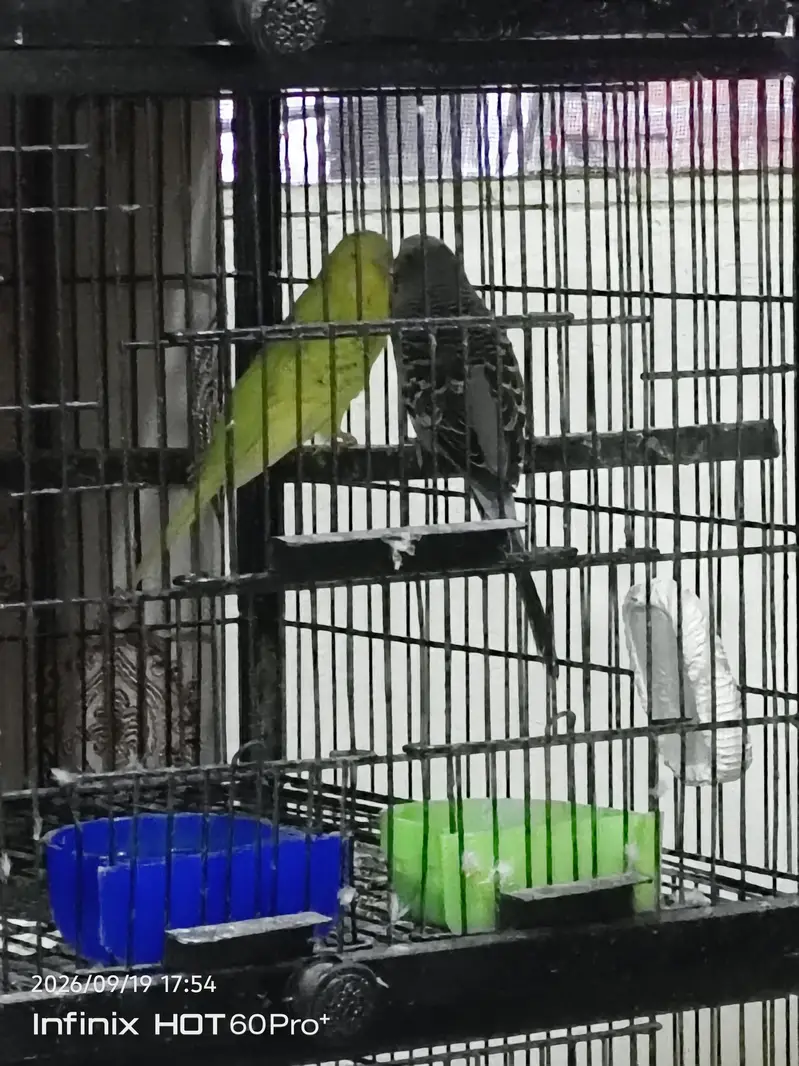 3 portion cage with birds — photo 4