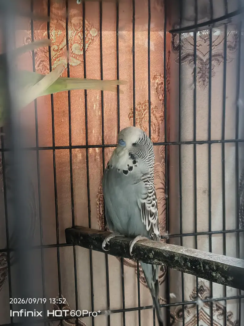 3 portion cage with birds — photo 6