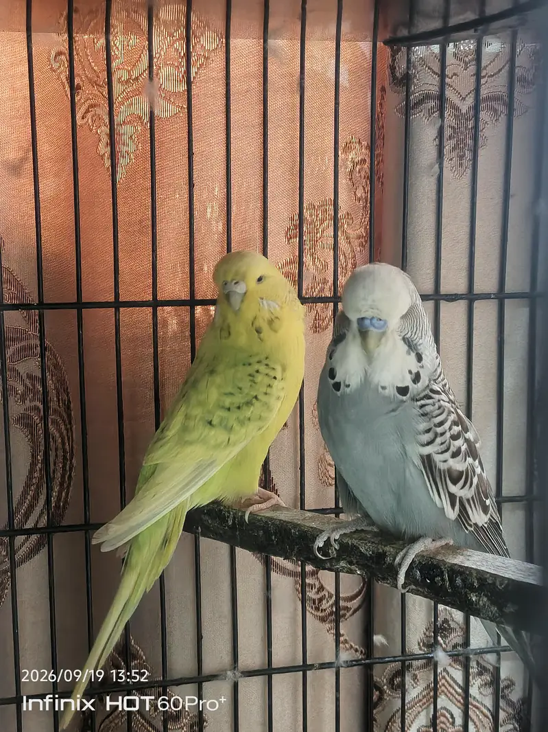 3 portion cage with birds — photo 7