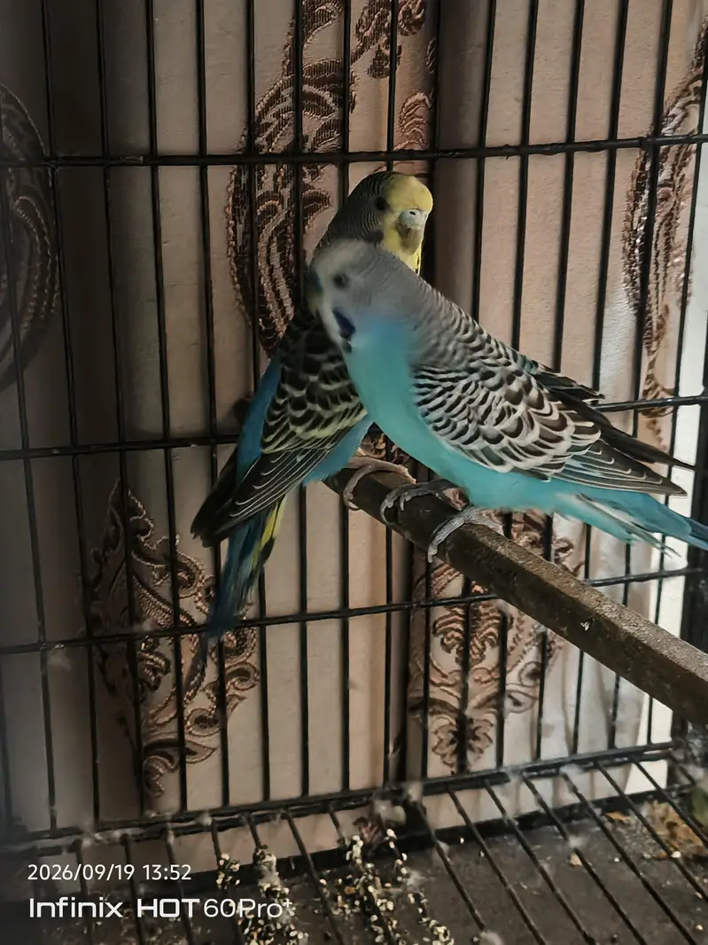 3 portion cage with birds — photo 8