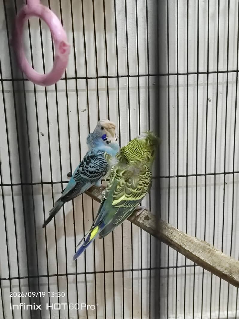Hogo pair 1