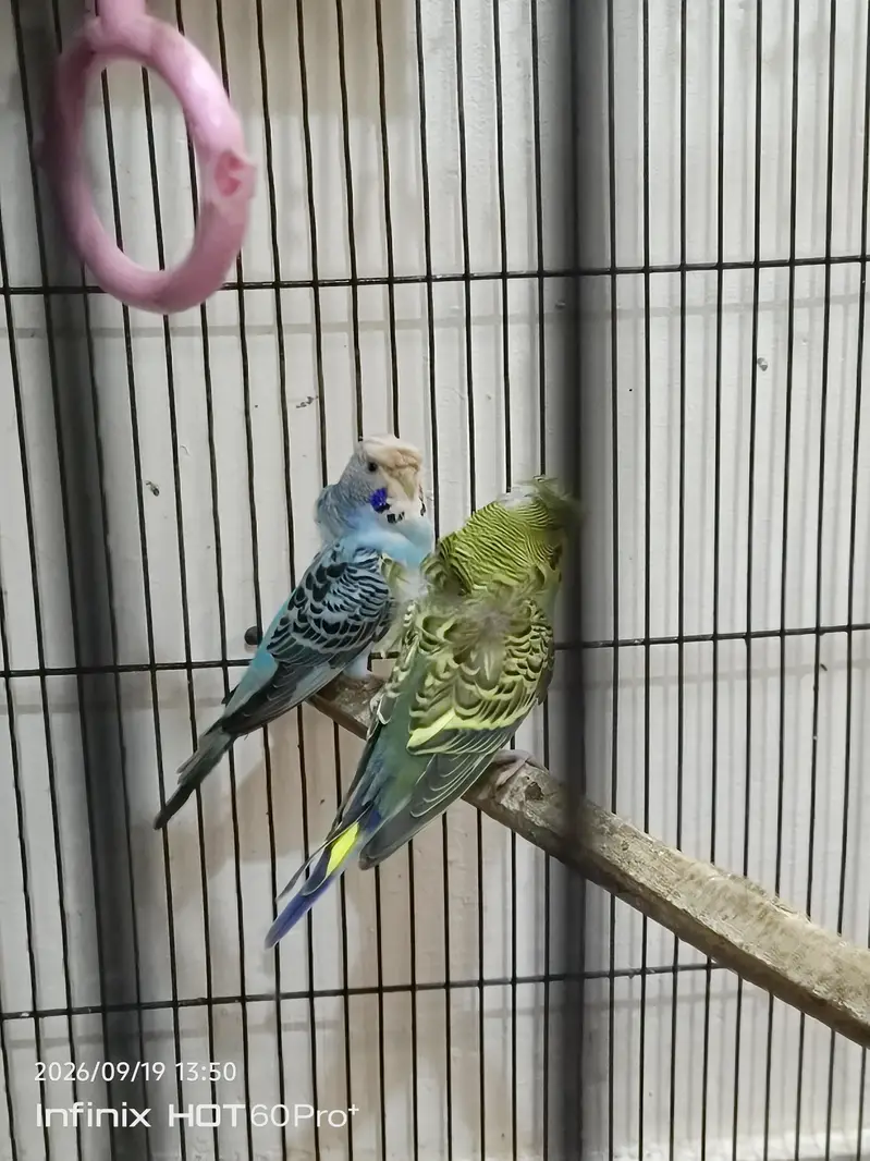 3 portion cage with birds — photo 9