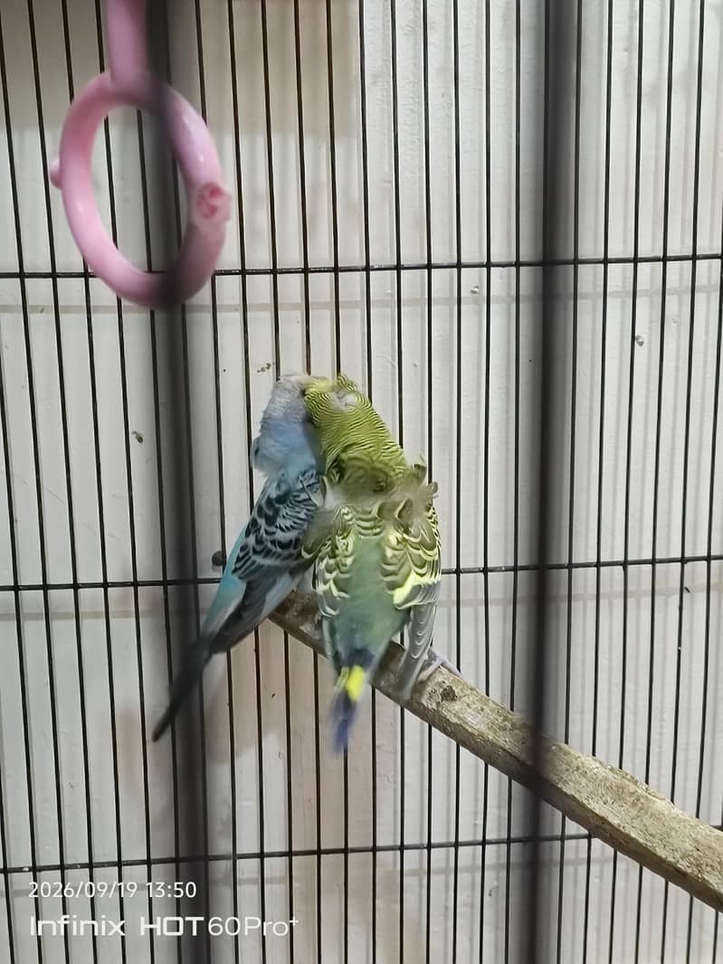 Hogo pair 2