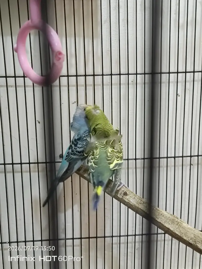 3 portion cage with birds — photo 10