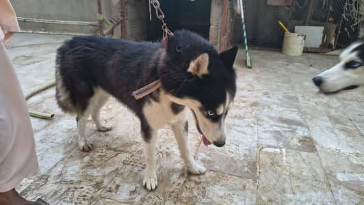 Siberian Husky Male & Female Pair – 16 Months Old, Vaccinated