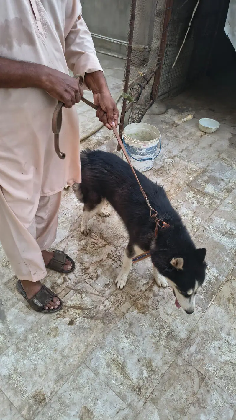 Siberian Husky Male & Female Pair – 16 Months Old, Vaccinated — photo 2