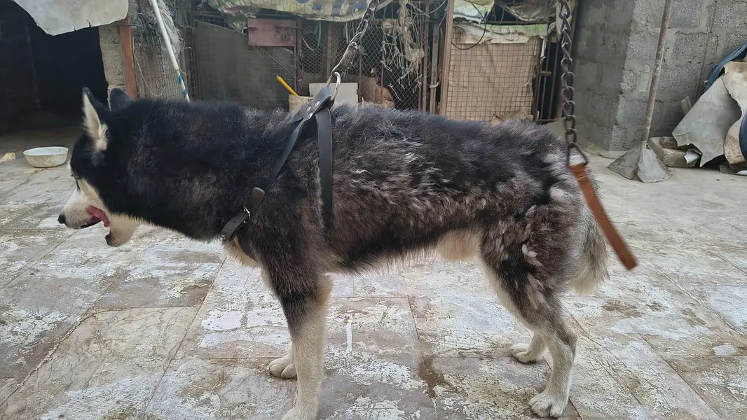 Siberian Husky Male & Female Pair – 16 Months Old, Vaccinated — photo 3