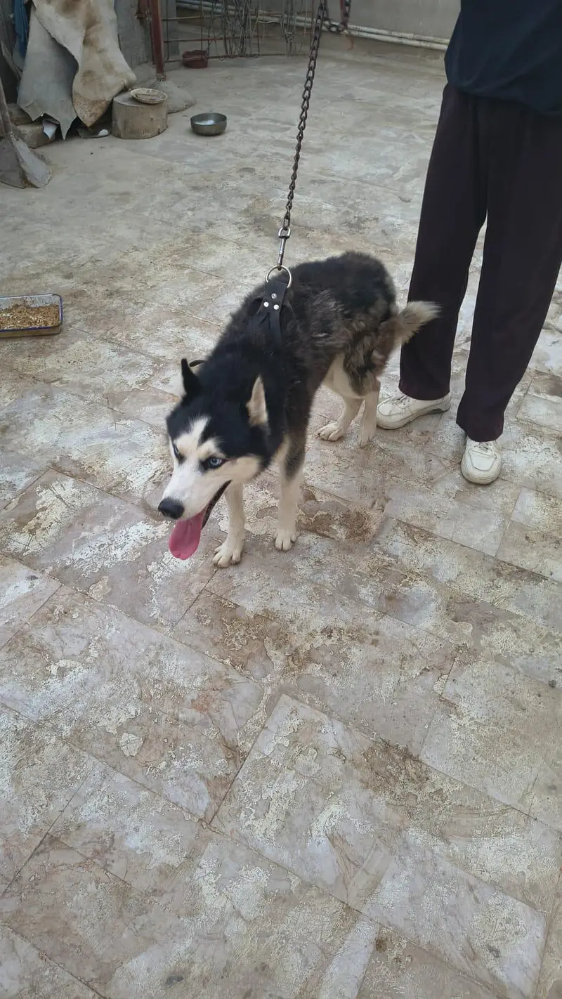 Siberian Husky Male & Female Pair – 16 Months Old, Vaccinated — photo 4