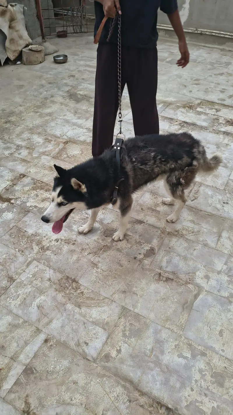 Siberian Husky Male & Female Pair – 16 Months Old, Vaccinated — photo 5