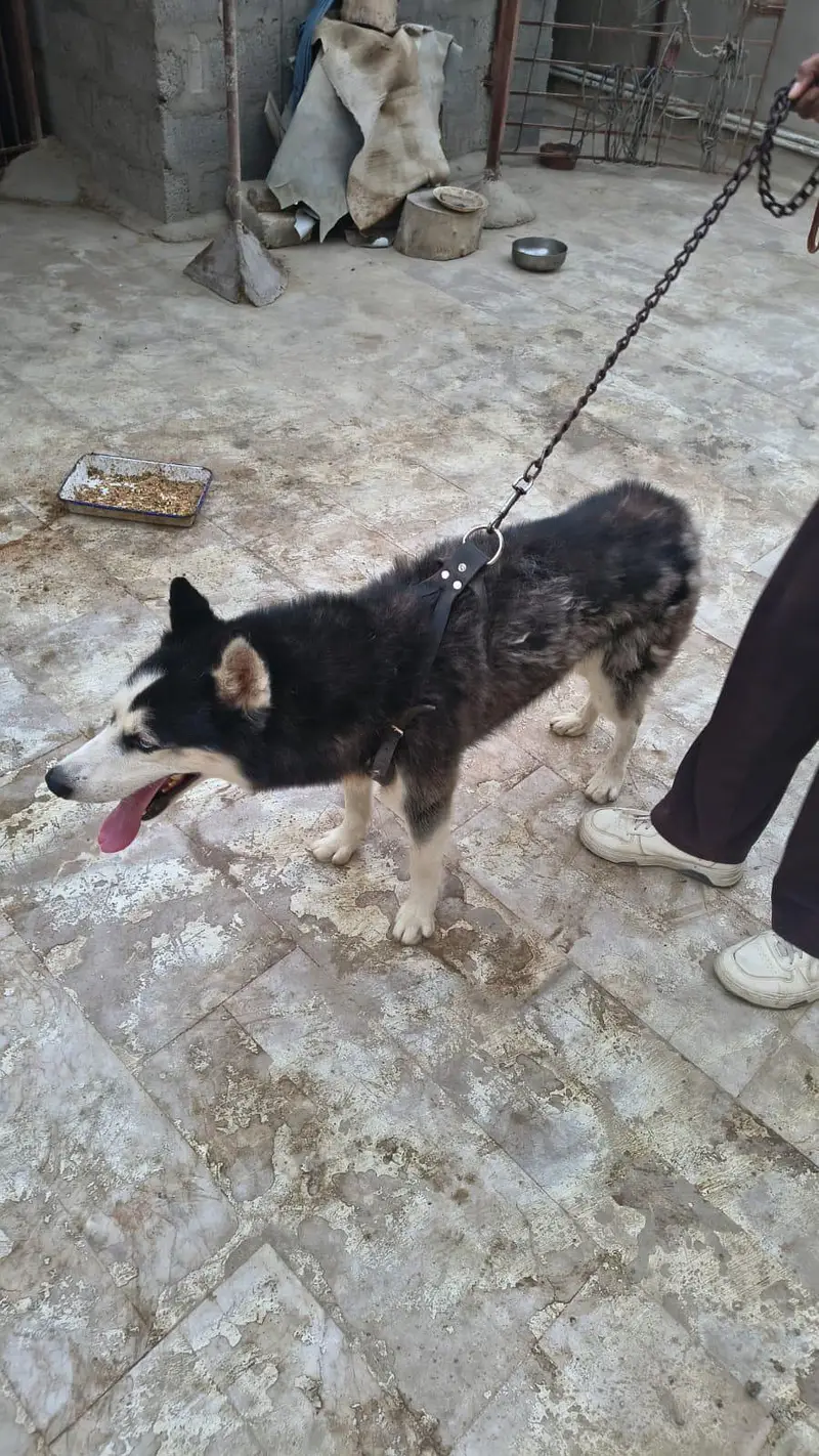 Siberian Husky Male & Female Pair – 16 Months Old, Vaccinated — photo 6