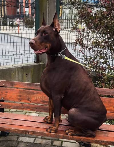 Doberman available for sale