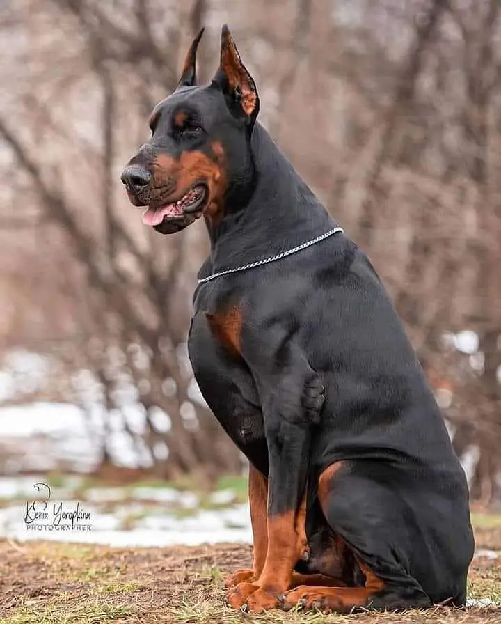 Doberman available for sale — photo 2
