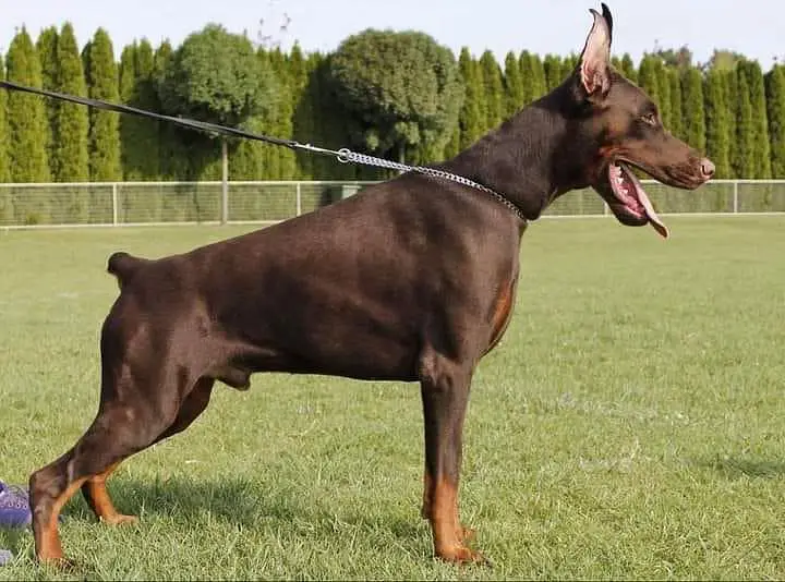 Doberman available for sale — photo 3