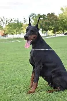 Doberman available for sale — photo 4