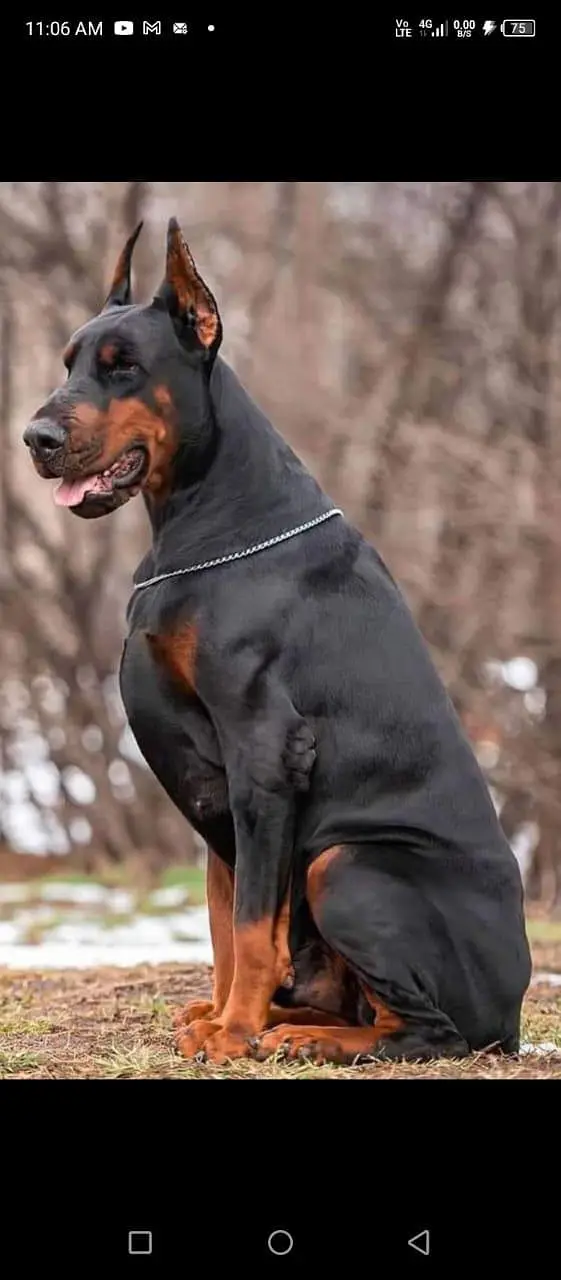 Doberman available for sale — photo 5