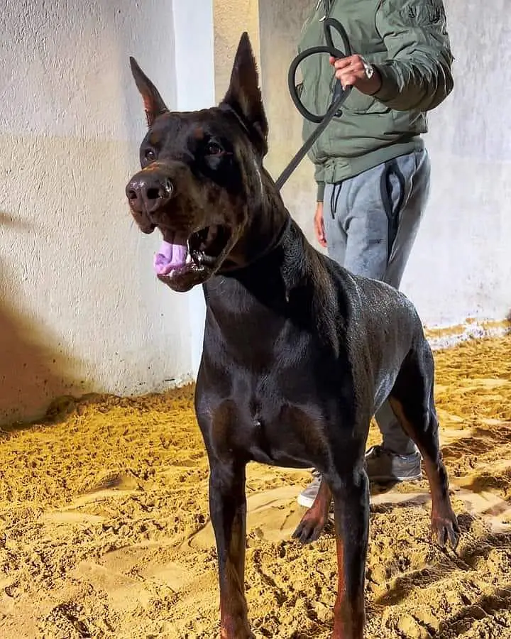Doberman available for sale — photo 6