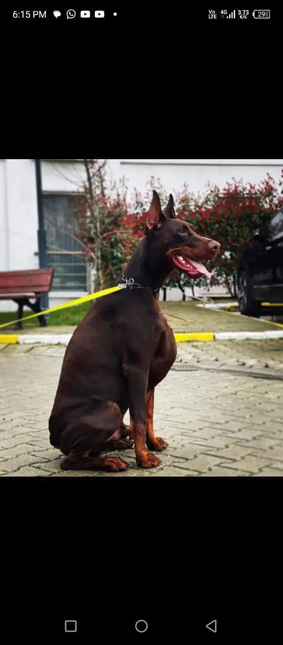 Doberman available for sale — photo 7