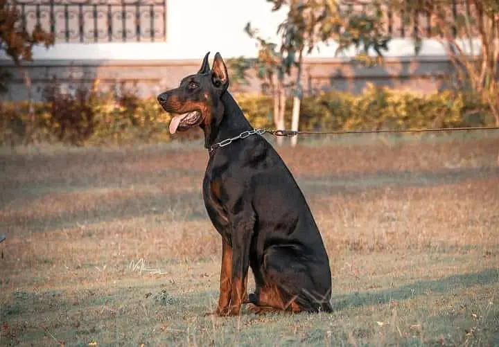 Doberman available for sale — photo 8