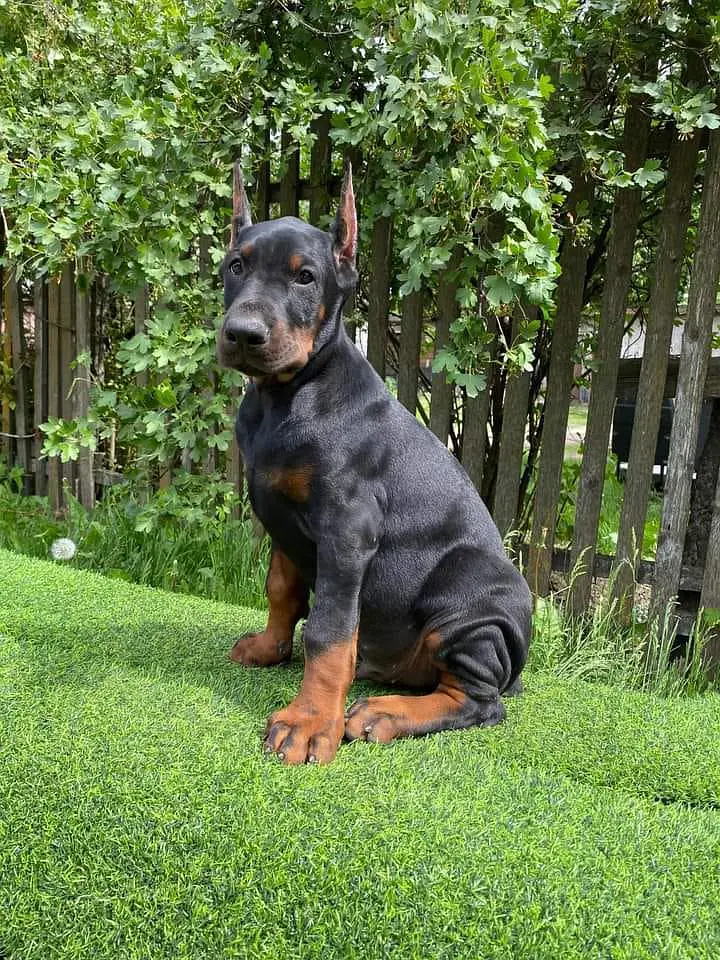 Doberman available for sale — photo 9