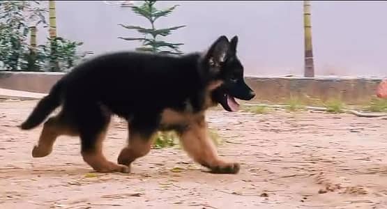 German Shepherd long code puppy for sale my WhatsApp 0341/39/96/191
