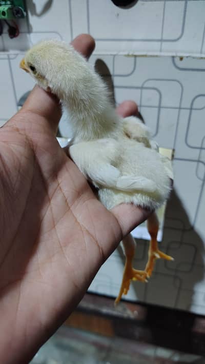 white o shamo chicks